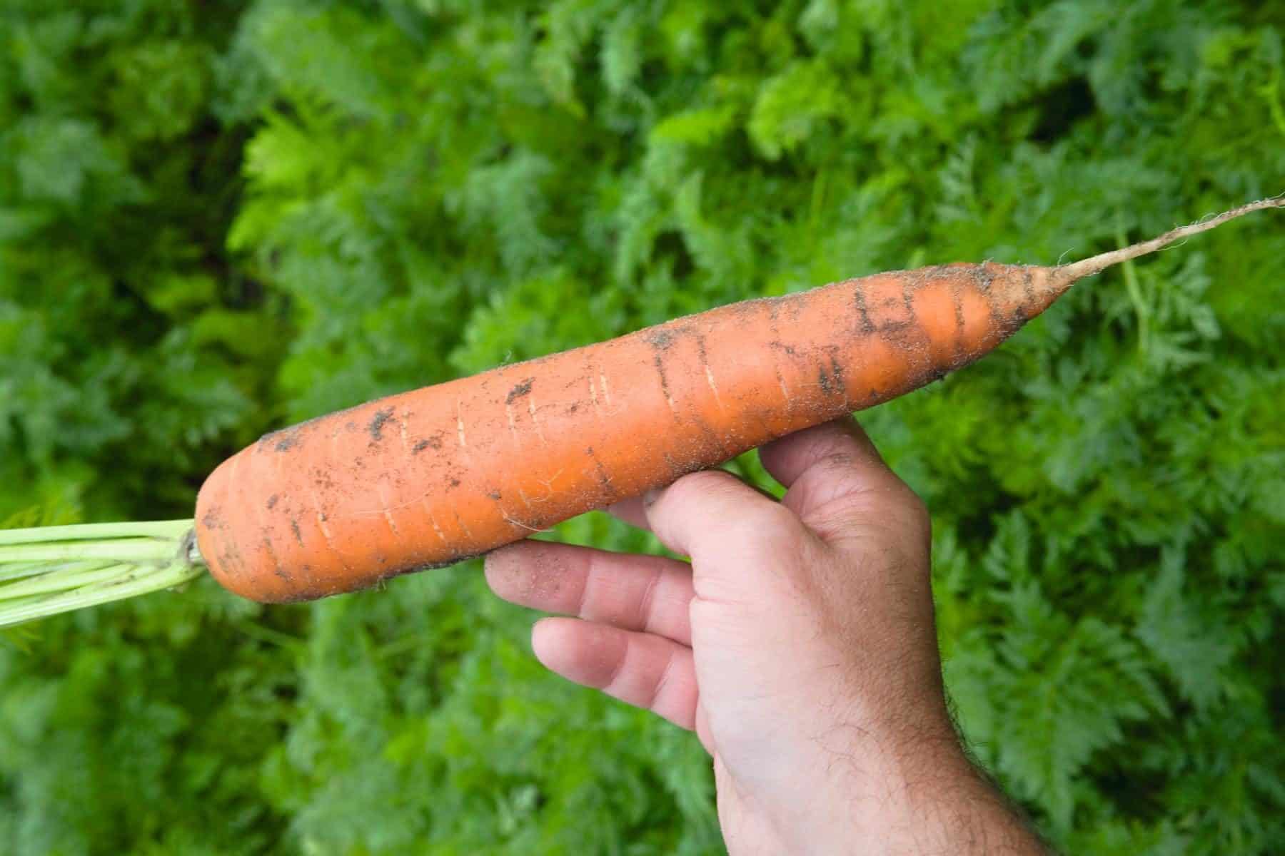 Baltimore Carrot (Treated Seed)
