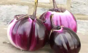 Barbarella Eggplant (Not Treated)