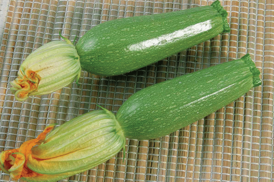 Basima Squash (Treated Seed) - Image 2