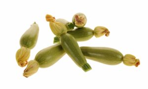 Basima Squash (Treated Seed)