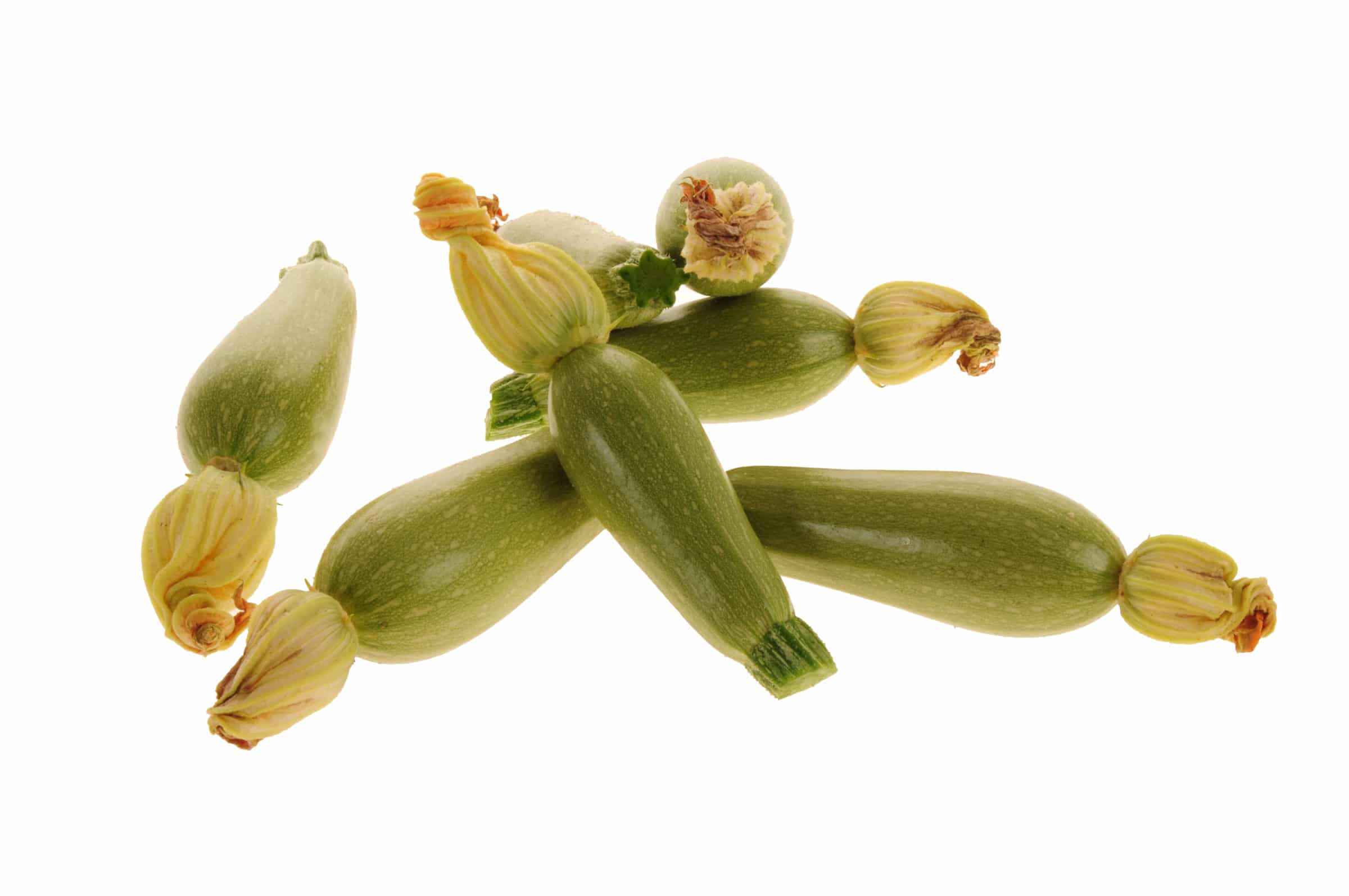 Basima Squash (Treated Seed)