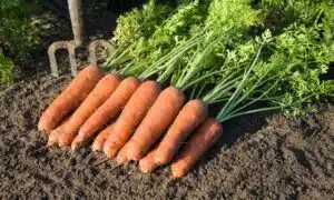 Bastia Carrot (Treated Seed)