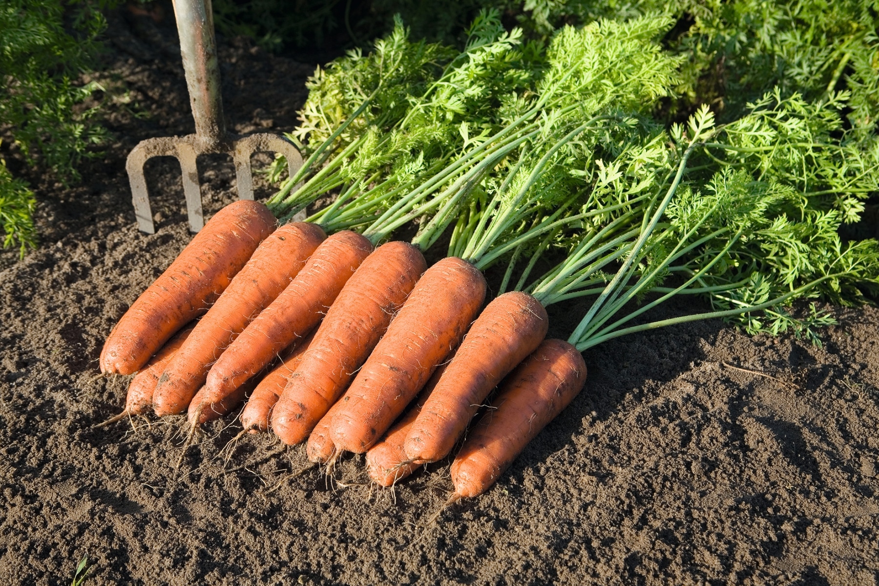 Bastia Carrot (Treated Seed)