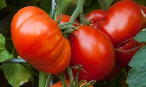 Beefmaster Tomato (Treated Seed)
