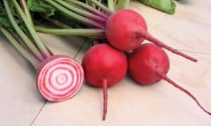 Chioggia Guardsmark Beet (Organic)
