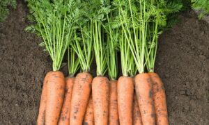Belgrado Carrot (Not Treated)