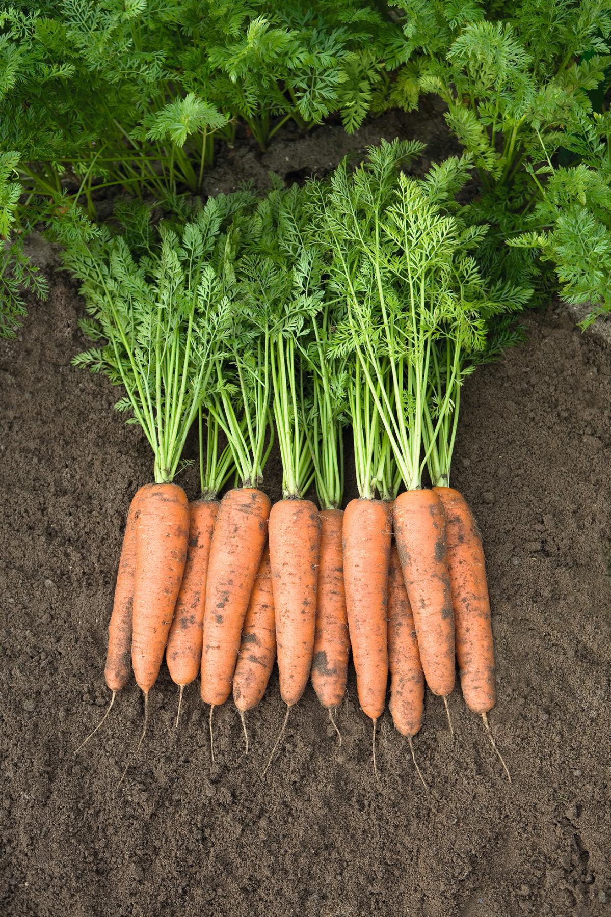Belgrado Carrot (Not Treated)