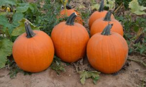 Bellatrix Pumpkin (Farmore)