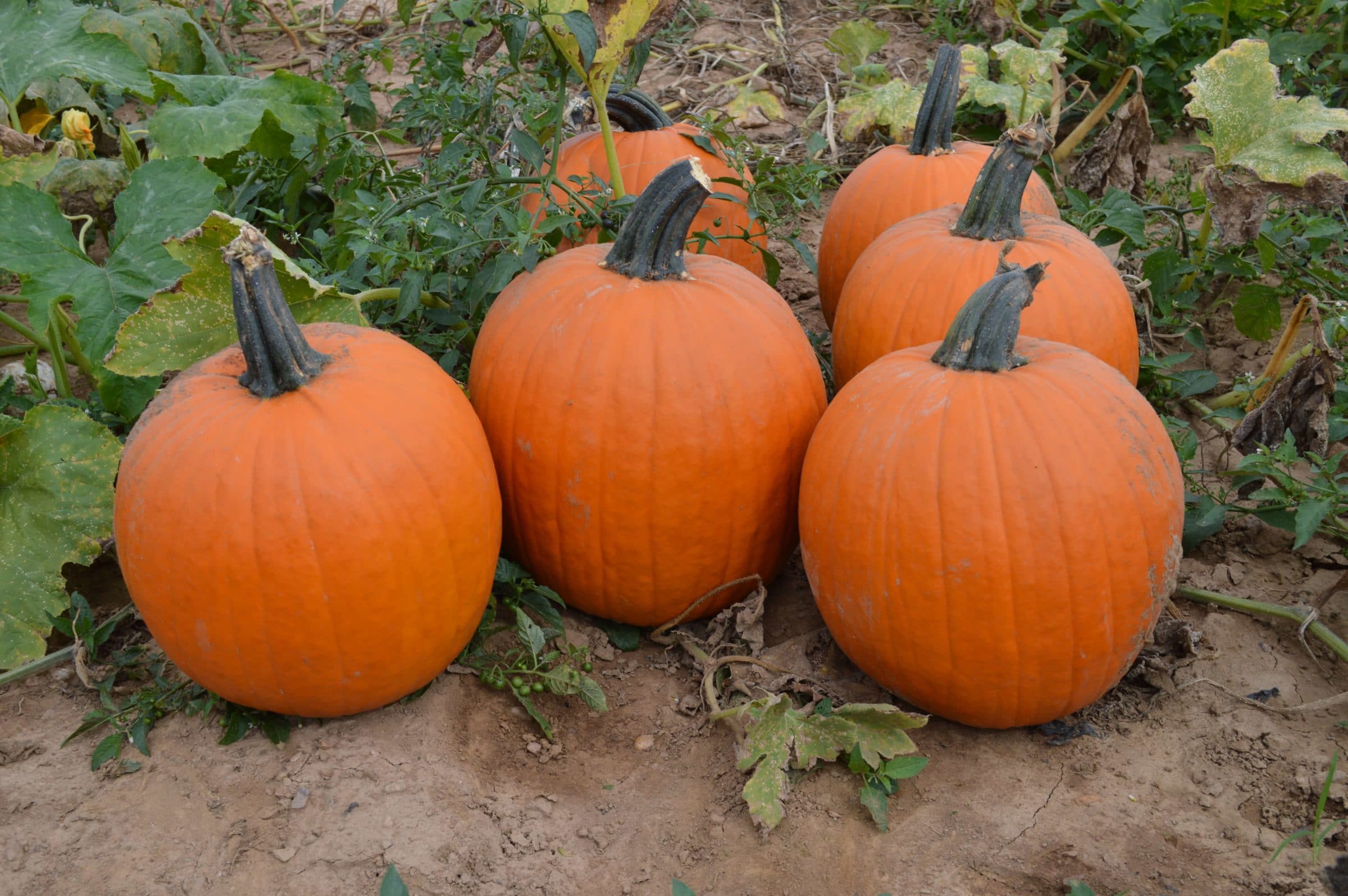 Bellatrix Pumpkin (Farmore)