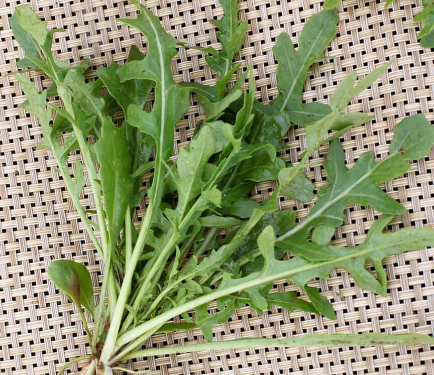 Arugula Bellezia (Treated Seed)