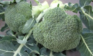 Belstar Broccoli (Organic)