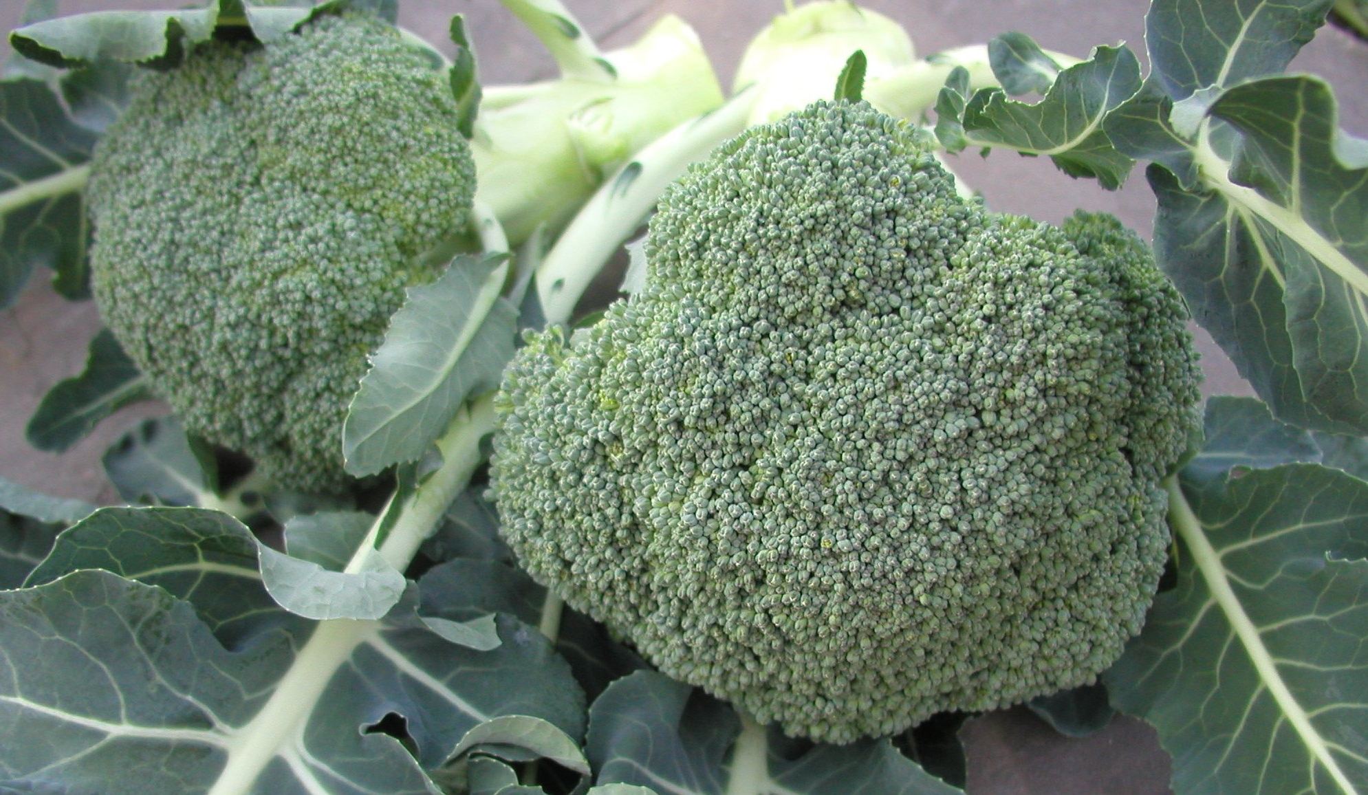 Belstar Broccoli (Organic)
