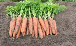 Bergen Carrot (Treated Seed)