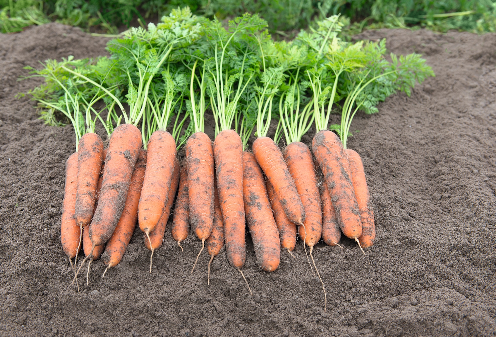 Bergen Carrot (Treated Seed)