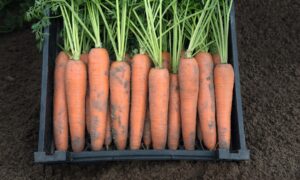 Berlin Carrot(Treated Seed)