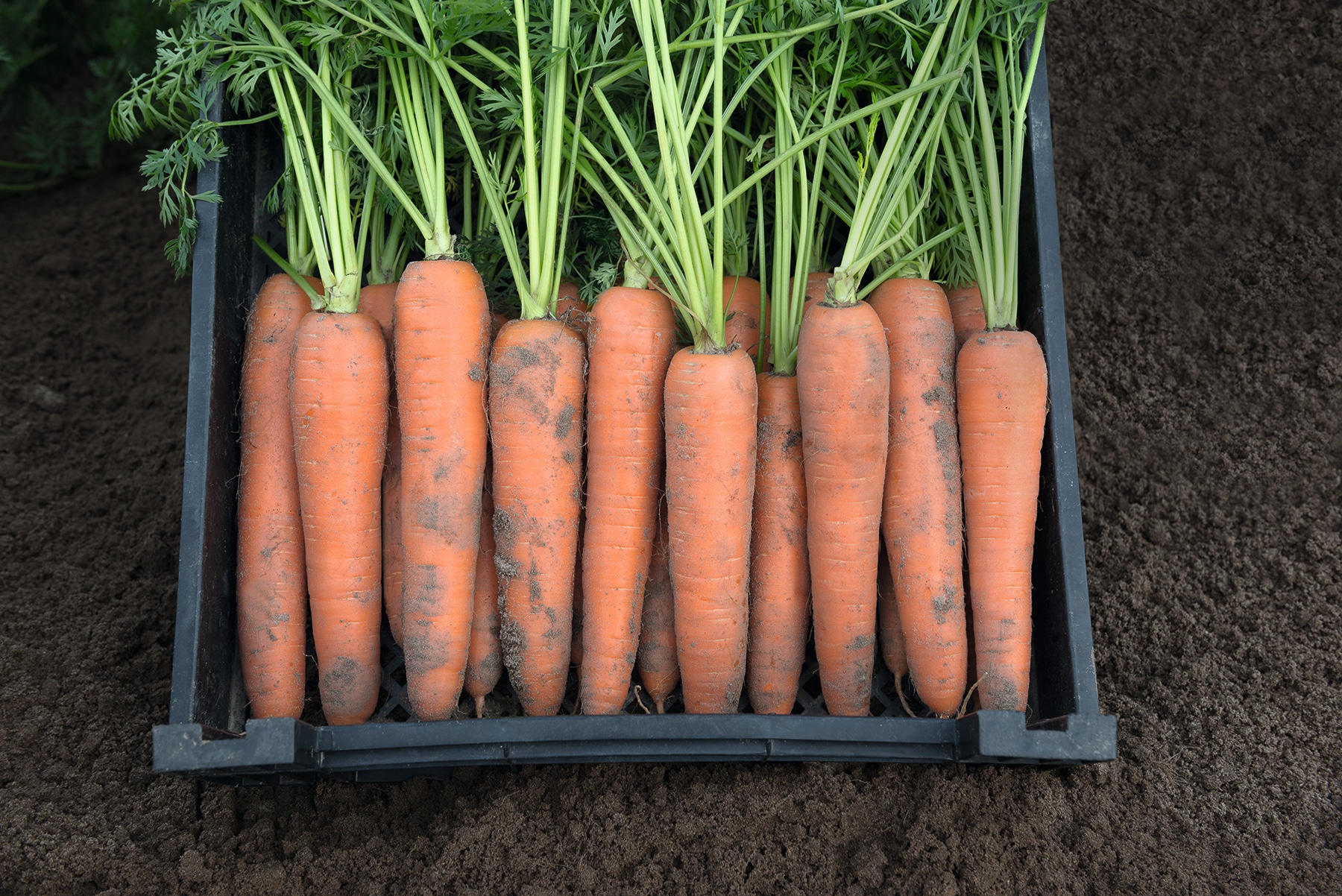 Berlin Carrot(Treated Seed)