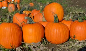 Big Doris Pumpkin (Farmore)