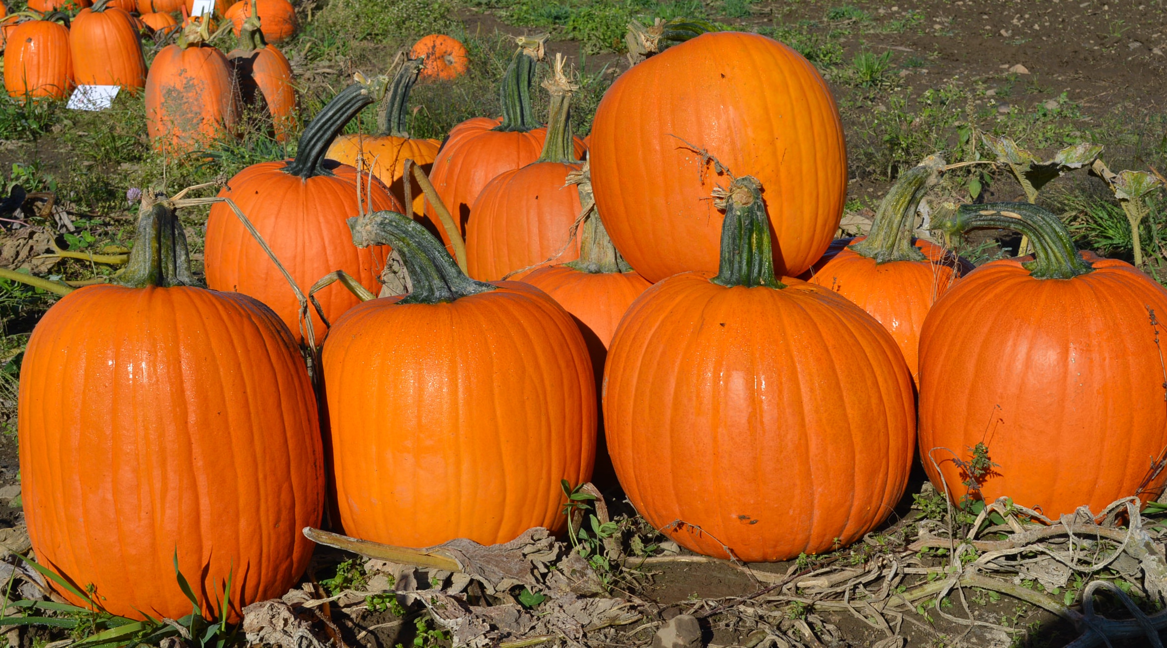Big Doris Pumpkin (Farmore)