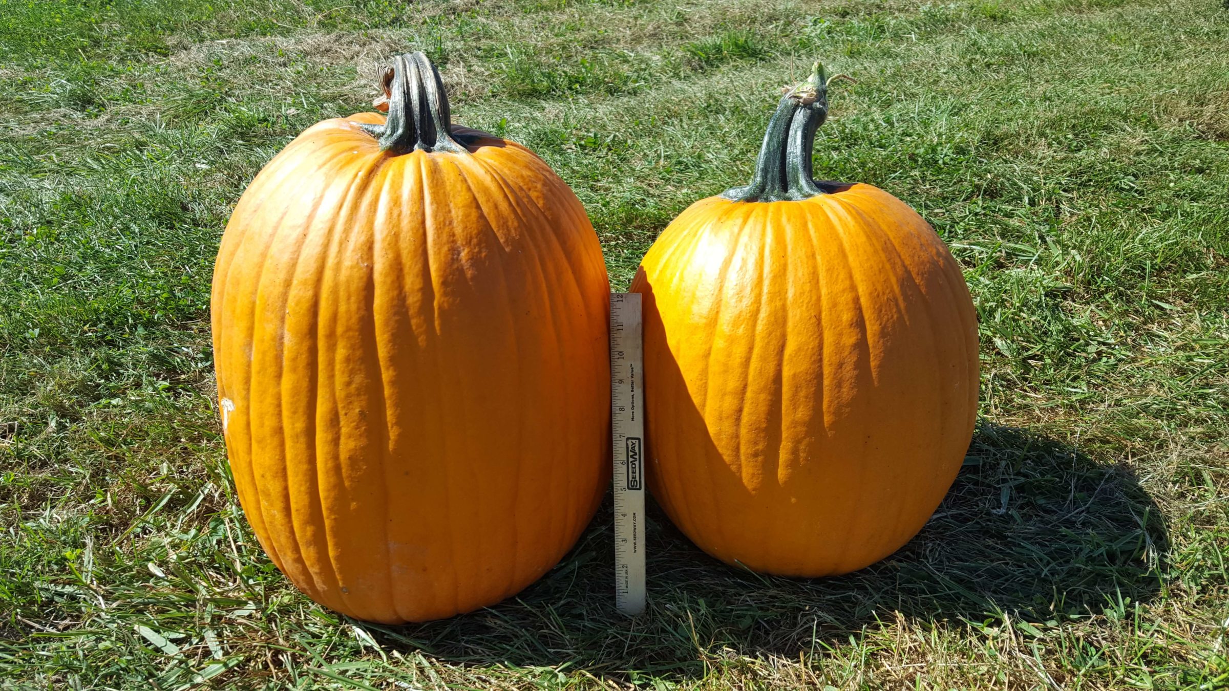 Big Loretta Pumpkin (Farmore)
