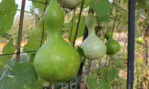 Birdhouse/Bottle Gourd (Treated Seed)