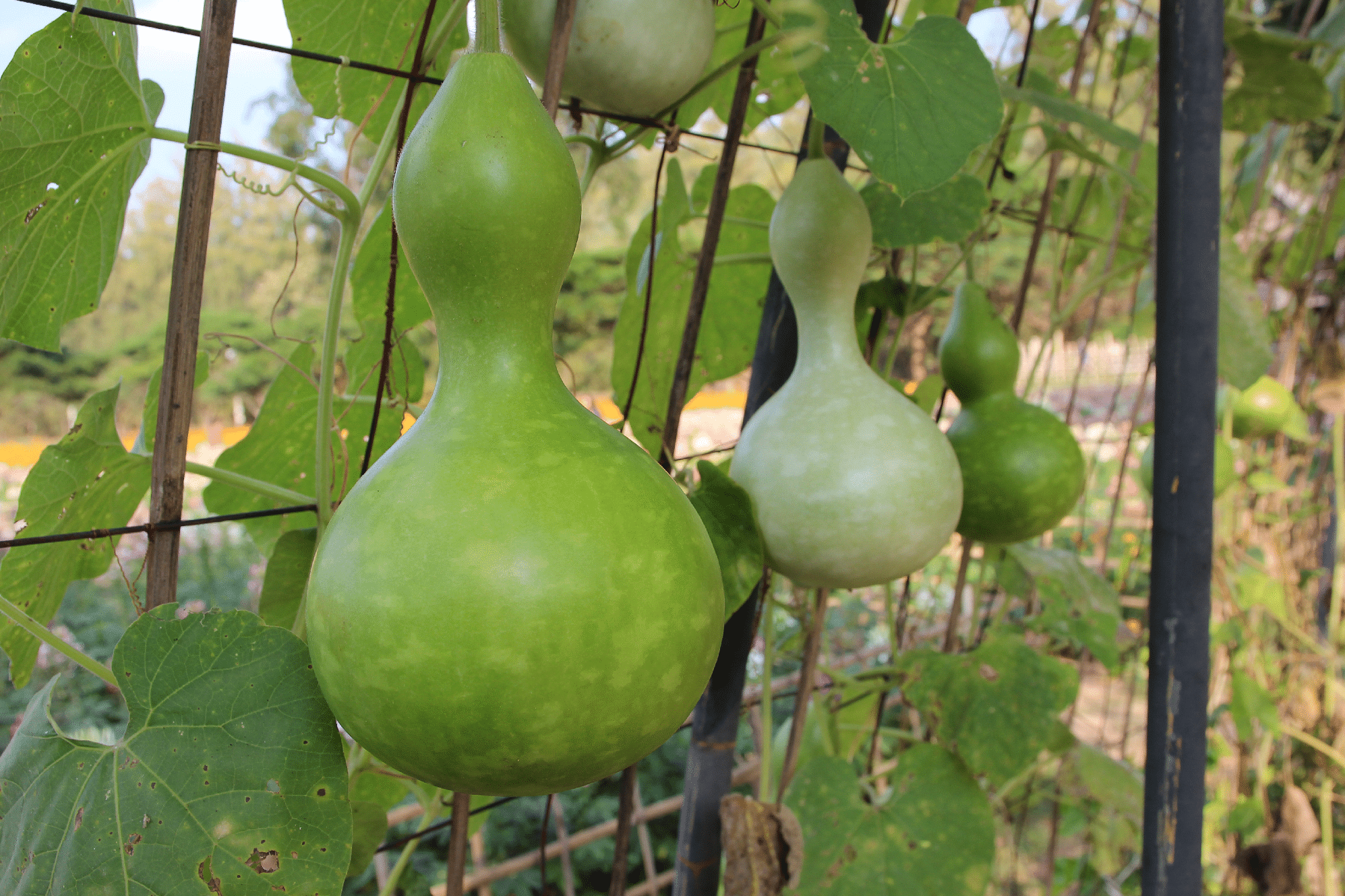 Birdhouse/Bottle Gourd (Treated Seed)