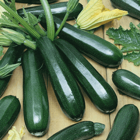 Black Beauty Zucchini (Treated Seed)