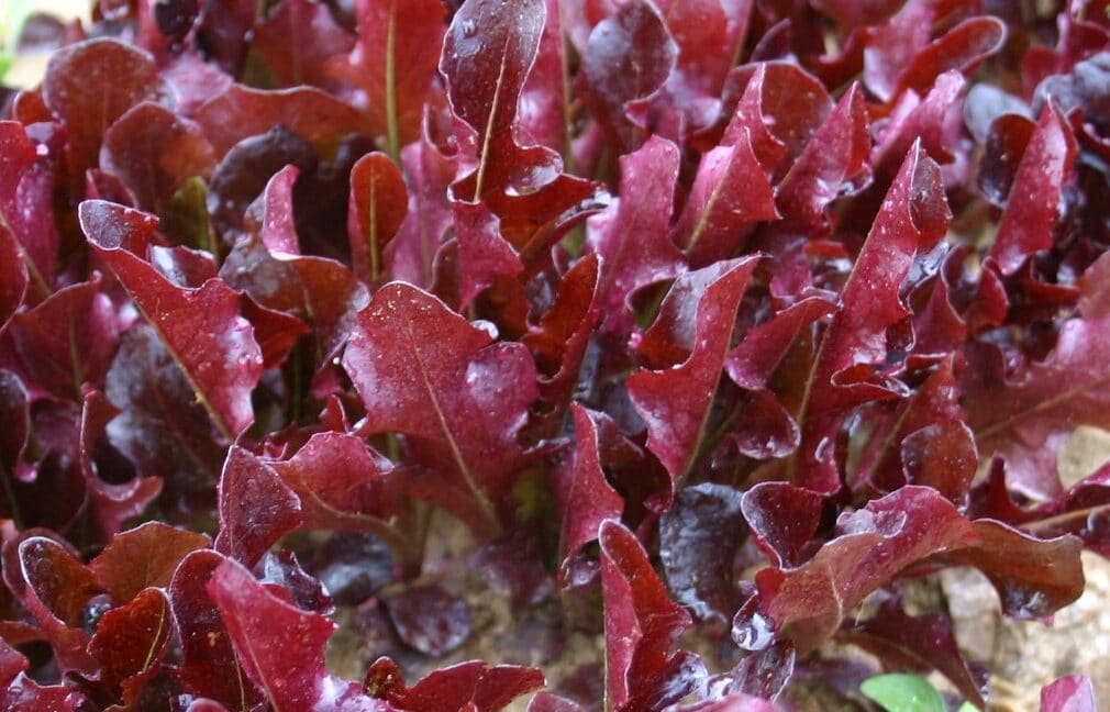 Blade (Organic)