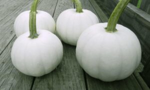 Blanco Pumpkin (Farmore)