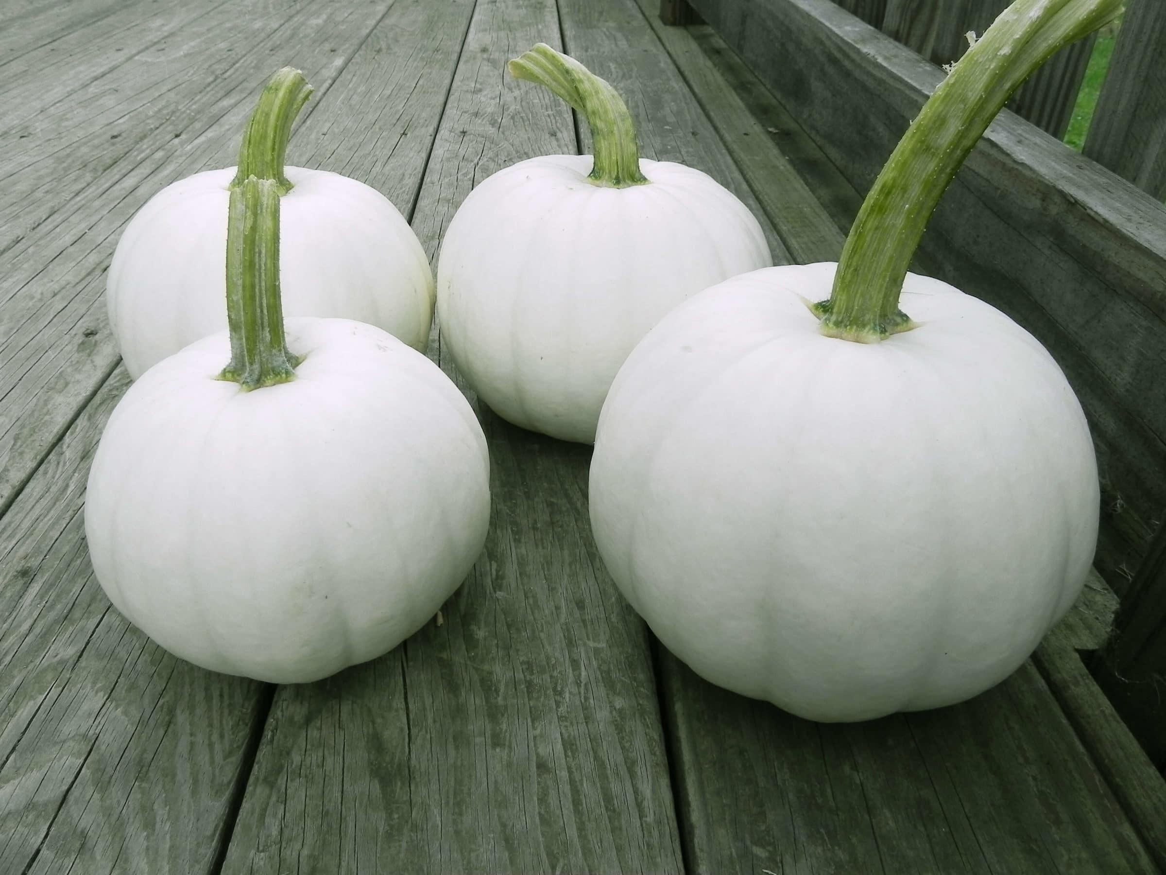 Blanco Pumpkin (Farmore)