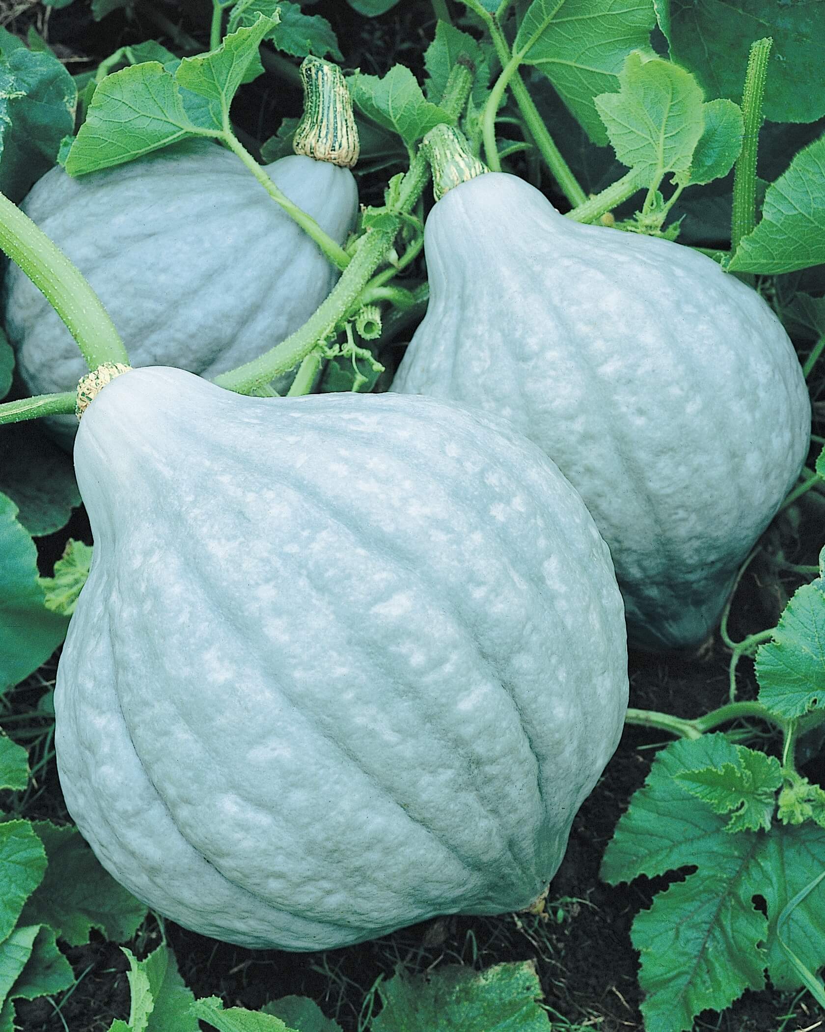 Hubbard Blue Squash (Treated Seed)