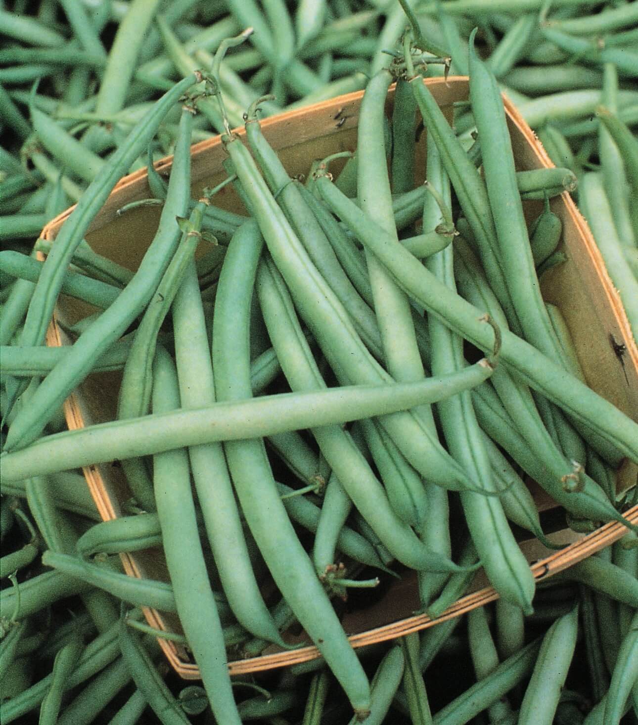 Blue Lake Pole Bean FM-1 (Treated Seed)