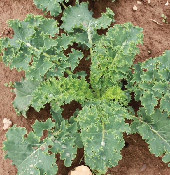 Blue Scotch Kale (Not Treated)