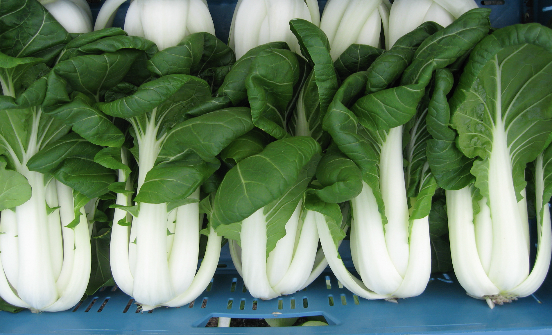 Bopak Pak Choi (ORGANIC)
