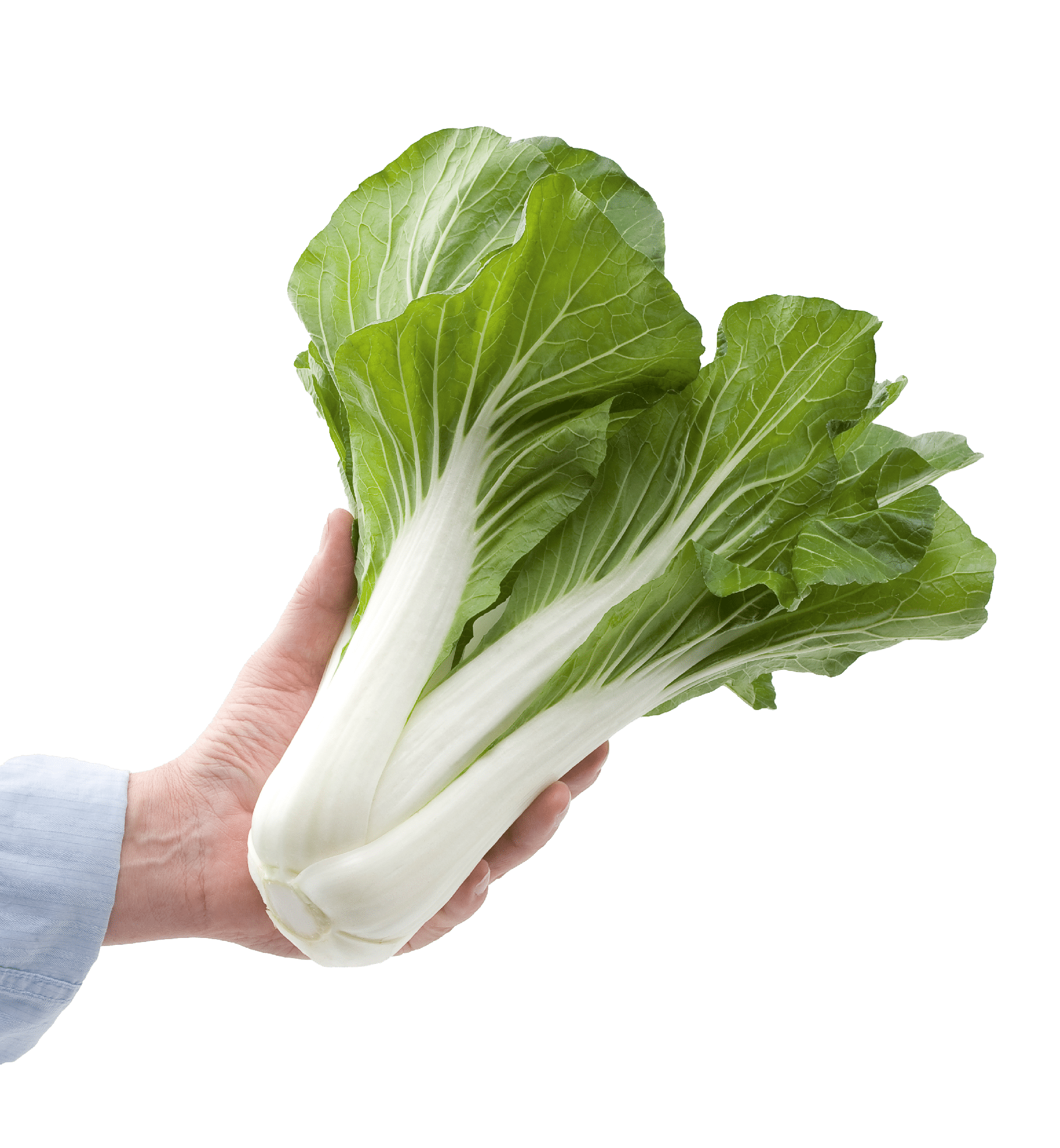 Bopak Pak Choi (ORGANIC) - Image 2