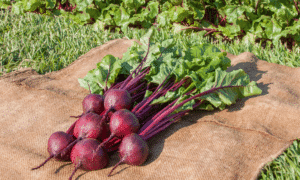 Boro Beet (Not Treated)