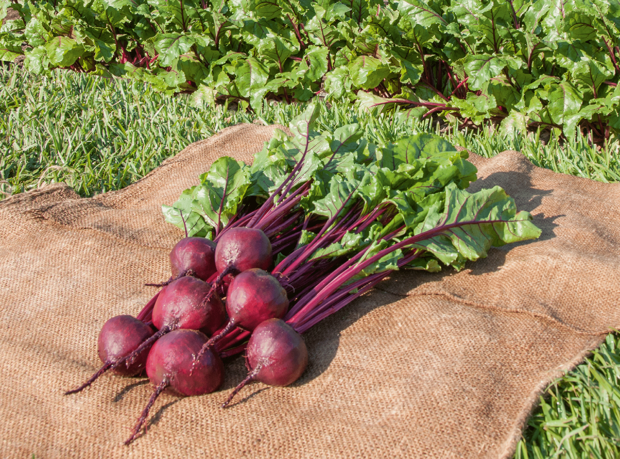 Boro Beet (Treated Seed)