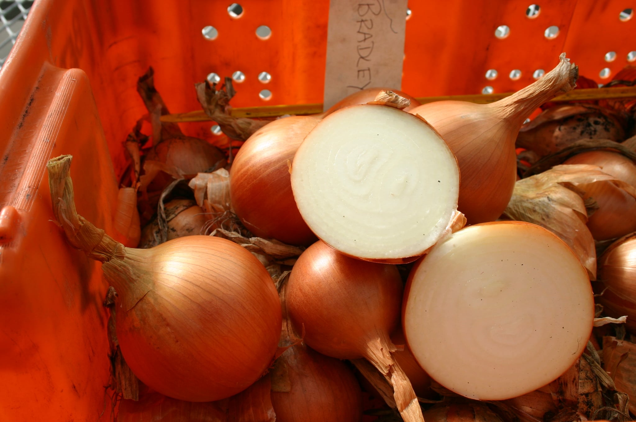 Bradley Onion (Pelleted) - Image 2