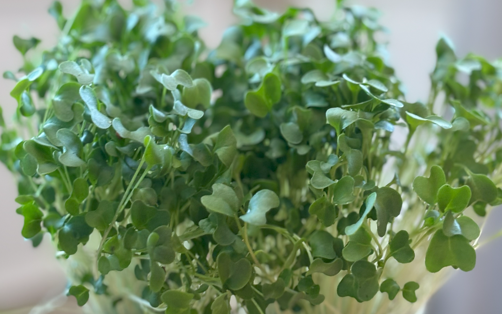 Green Sprouting Broccoli Calabrese (Not Treated) - Image 4