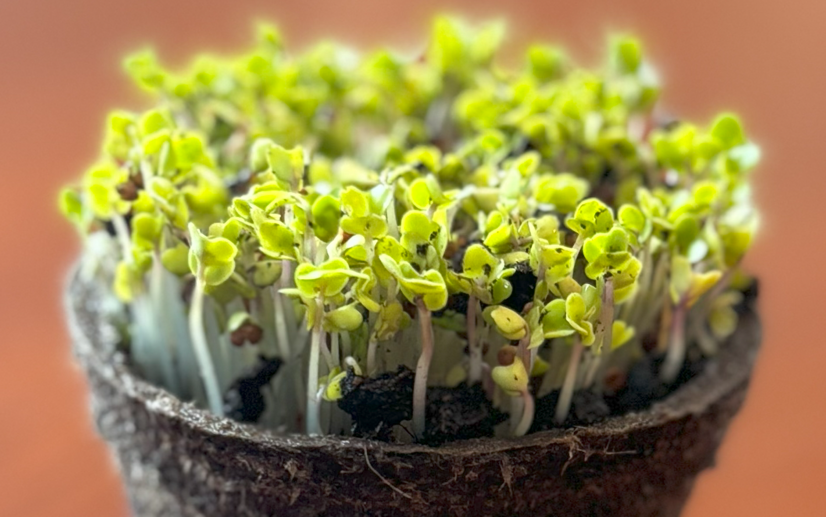 Green Sprouting Broccoli Calabrese (Not Treated) - Image 2