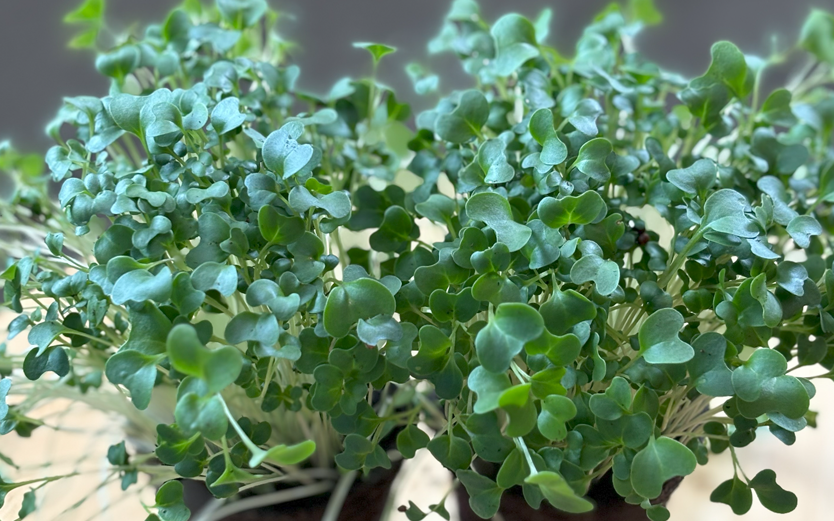 Green Sprouting Broccoli Calabrese (Not Treated) - Image 3