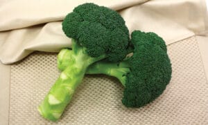 Green Magic Broccoli (Not Treated)