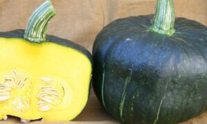 Burgess Buttercup Squash (Non-Treated Seed)