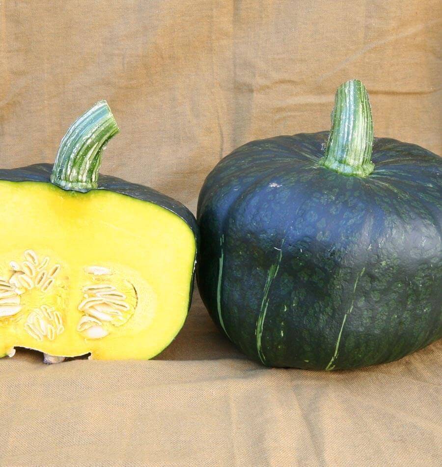 Burgess Buttercup Squash (Organic)