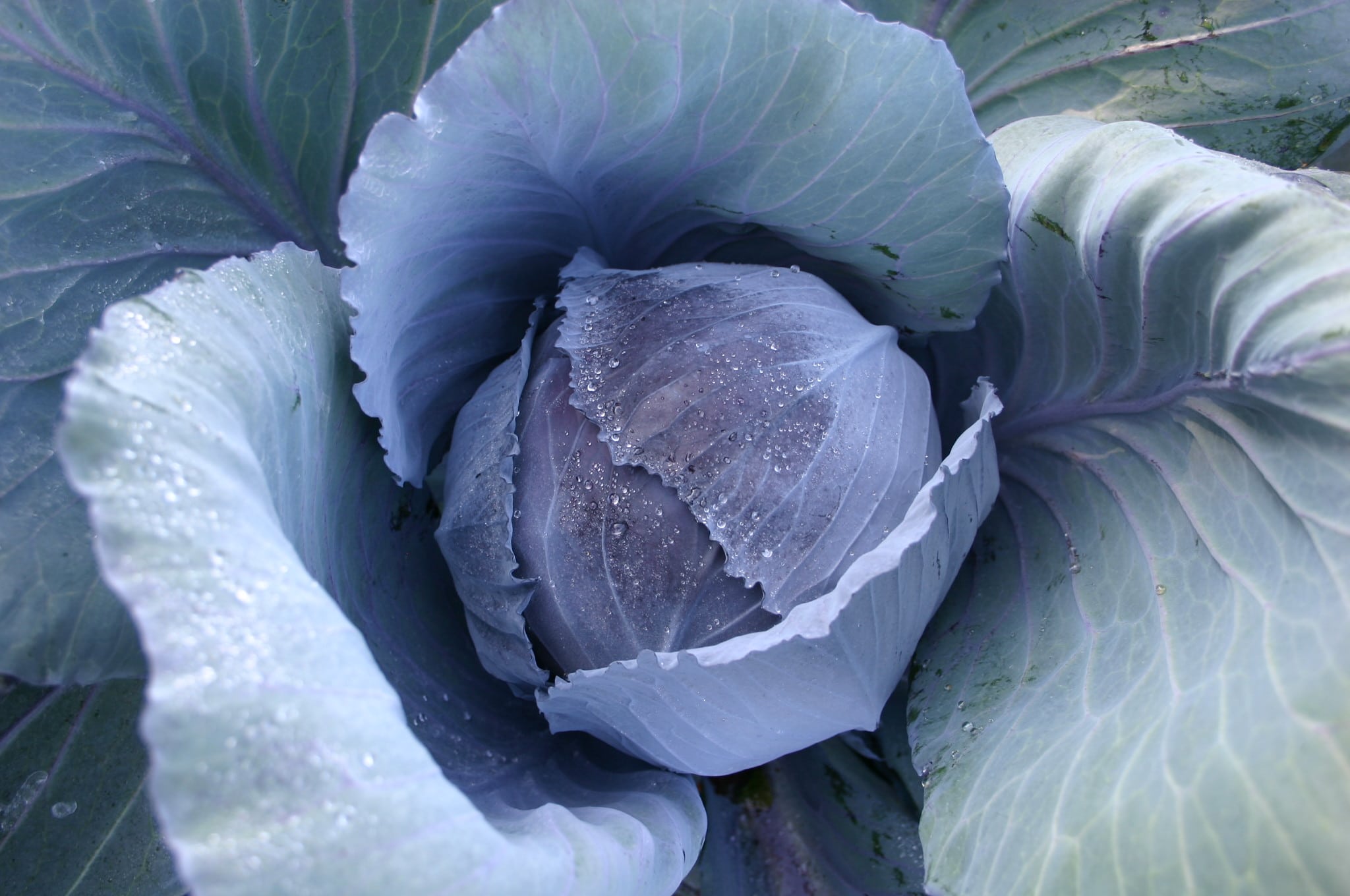 Buscaro Cabbage (Organic) - Image 2