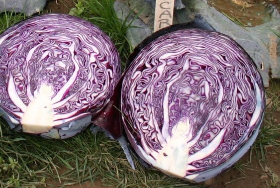 Buscaro Cabbage (Organic)