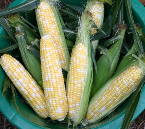 Butter & Sugar Sweet Corn (Treated Seed)
