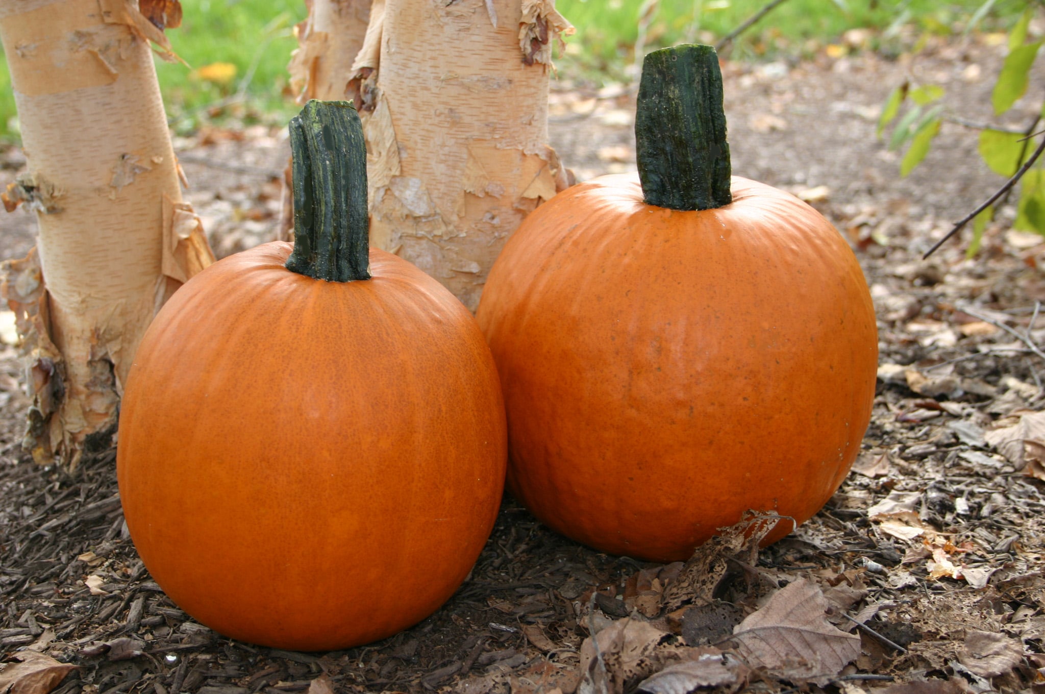 Cannonball Pumpkin (Farmore) - Image 2