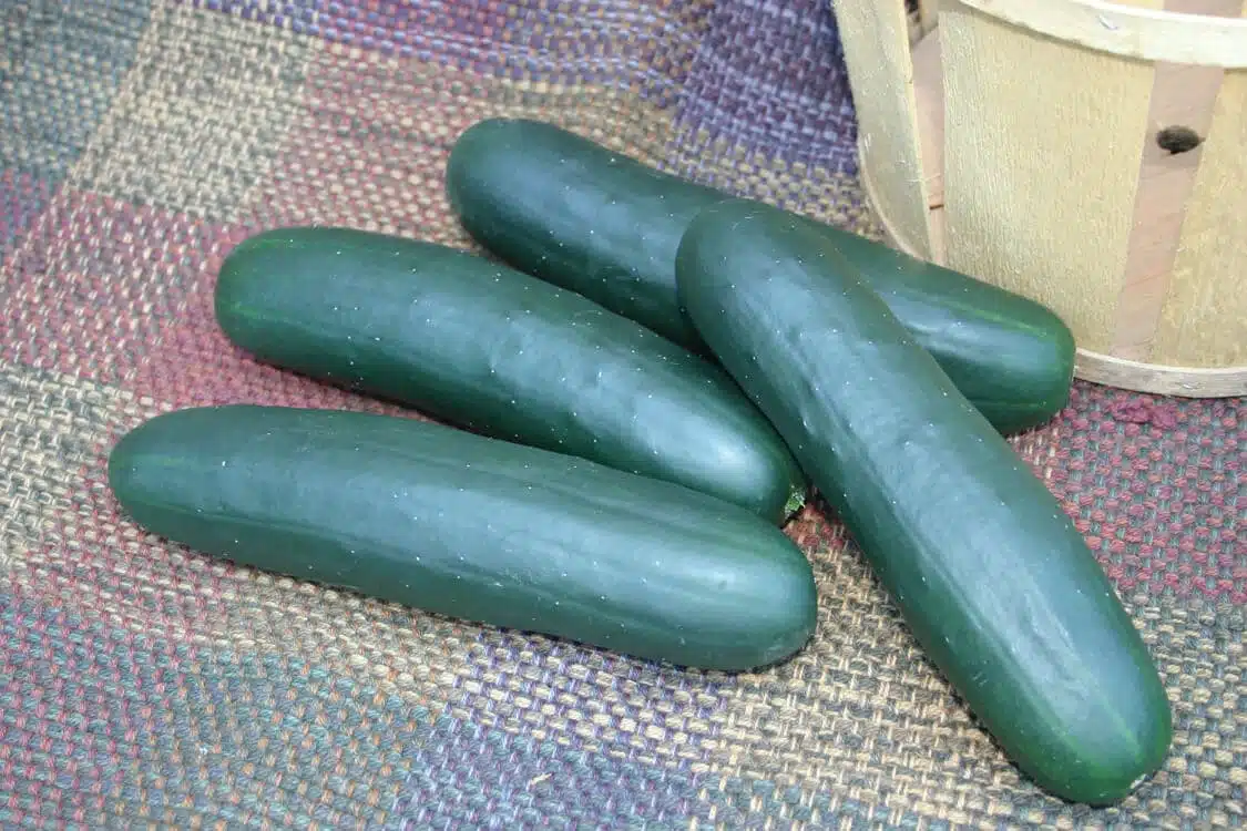 Cobra Cucumber (Not Treated)