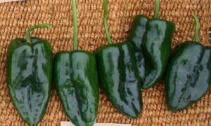 Condor Poblano Pepper (Treated Seed)