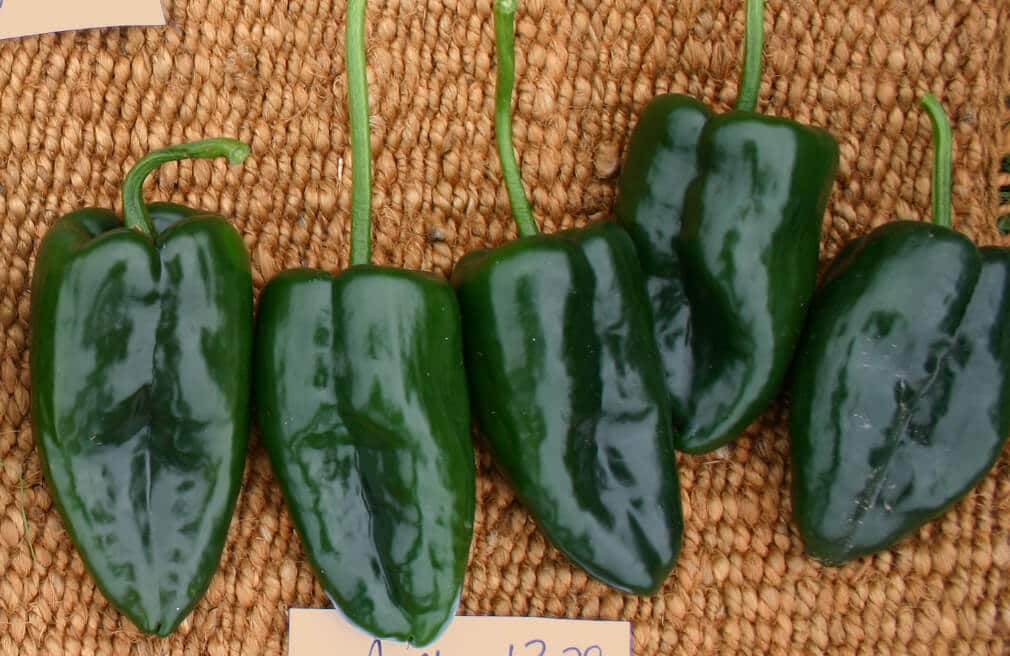 Condor Poblano Pepper (Treated Seed)